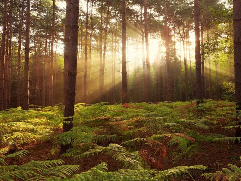Sunlight Through Pine Forest — Green, Serene, Morning