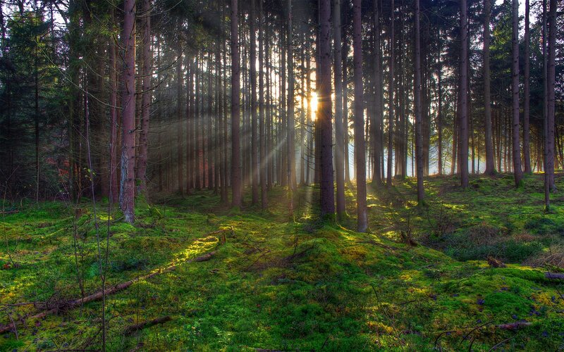 Sunlight Through Pine Forest — Green, Serene, Sunrise, Photograph