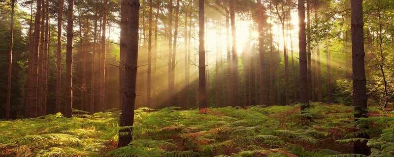 Sunlight Through Pine Forest — Green, Serene, Sunrise, Photograph, Trees, Ferns, Sunbeams