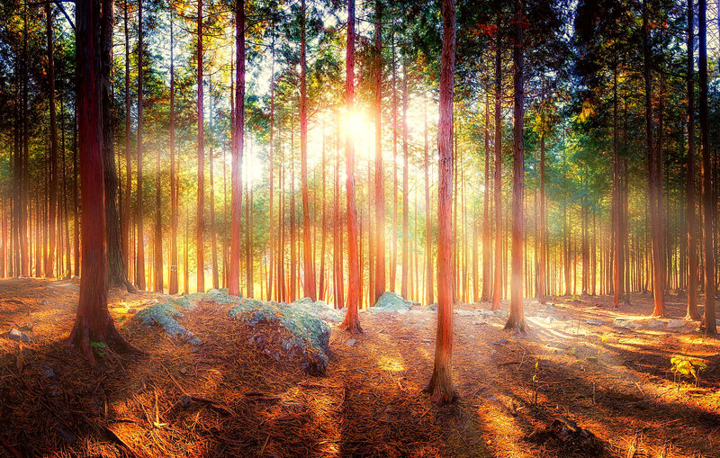 Sunlight Through Pine Forest — Green, Serene, Sunrise, Photograph, Trees