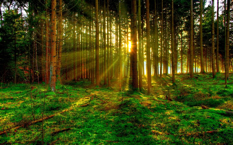 Sunlight Through Pine Forest — Green, Serene, Sunrise