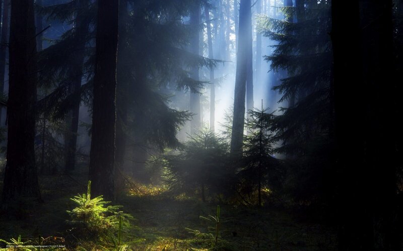 Sunlight Through Pine Forest — Green, Serene