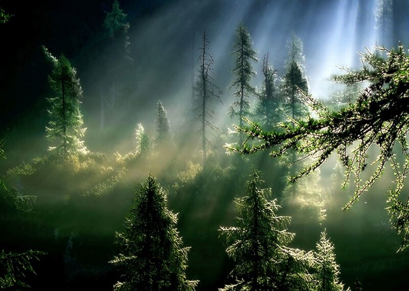 Sunlight Through Pine Forest — Green