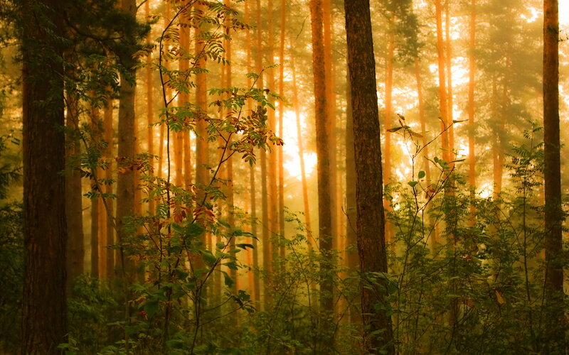 Sunlight Through Pine Forest — Orange