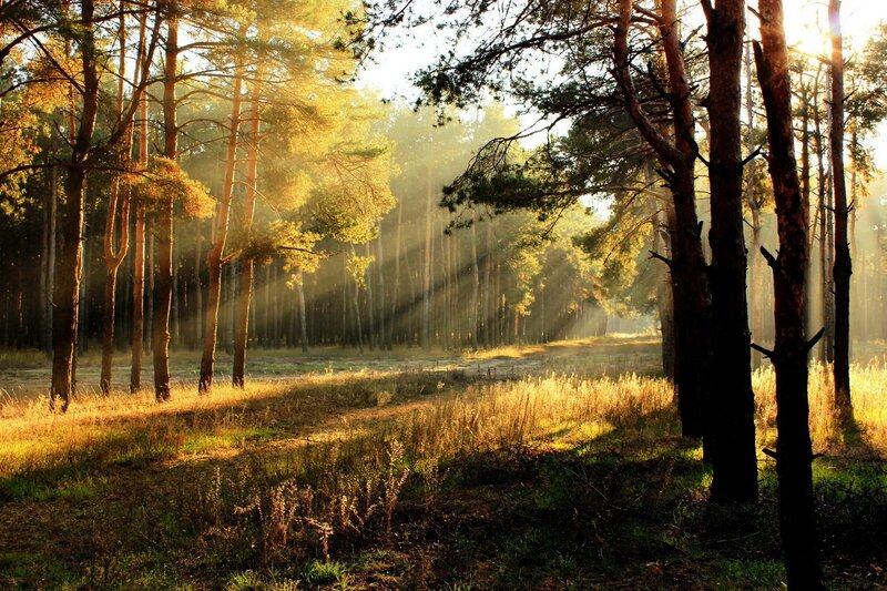 Sunlight Through Pine Forest — Photograph