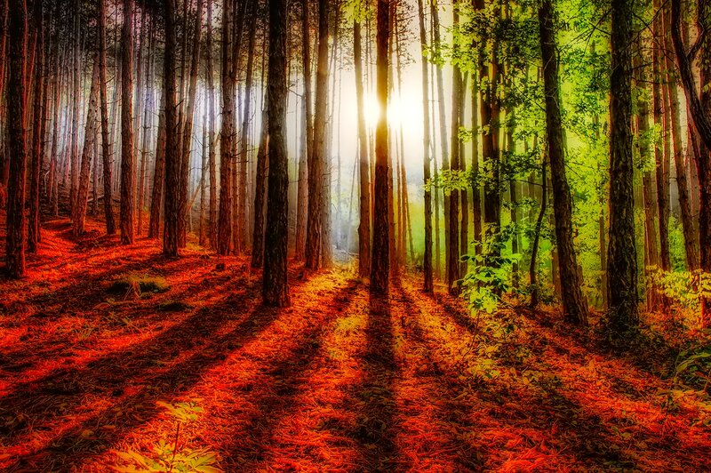 Sunlight Through Pine Forest — Red