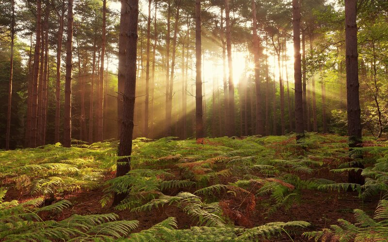 Sunlight Through Pine Forest — Sunbeams