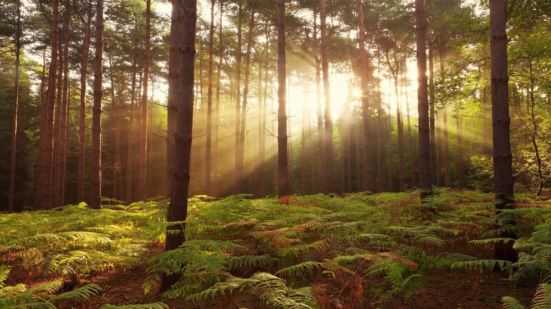 Sunlight Through Pine Forest — Trees