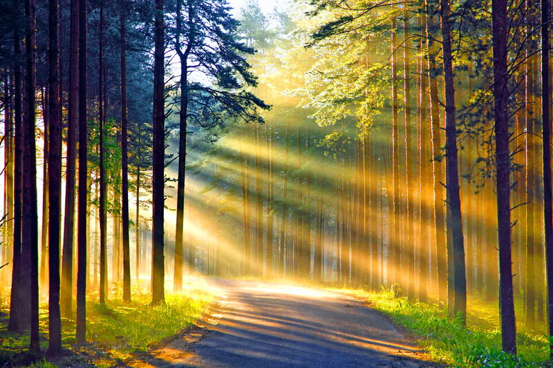 Sunlight Through Pine Forest — Yellow, Serene