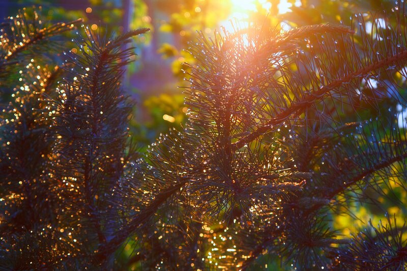 Sunlight through pine needles