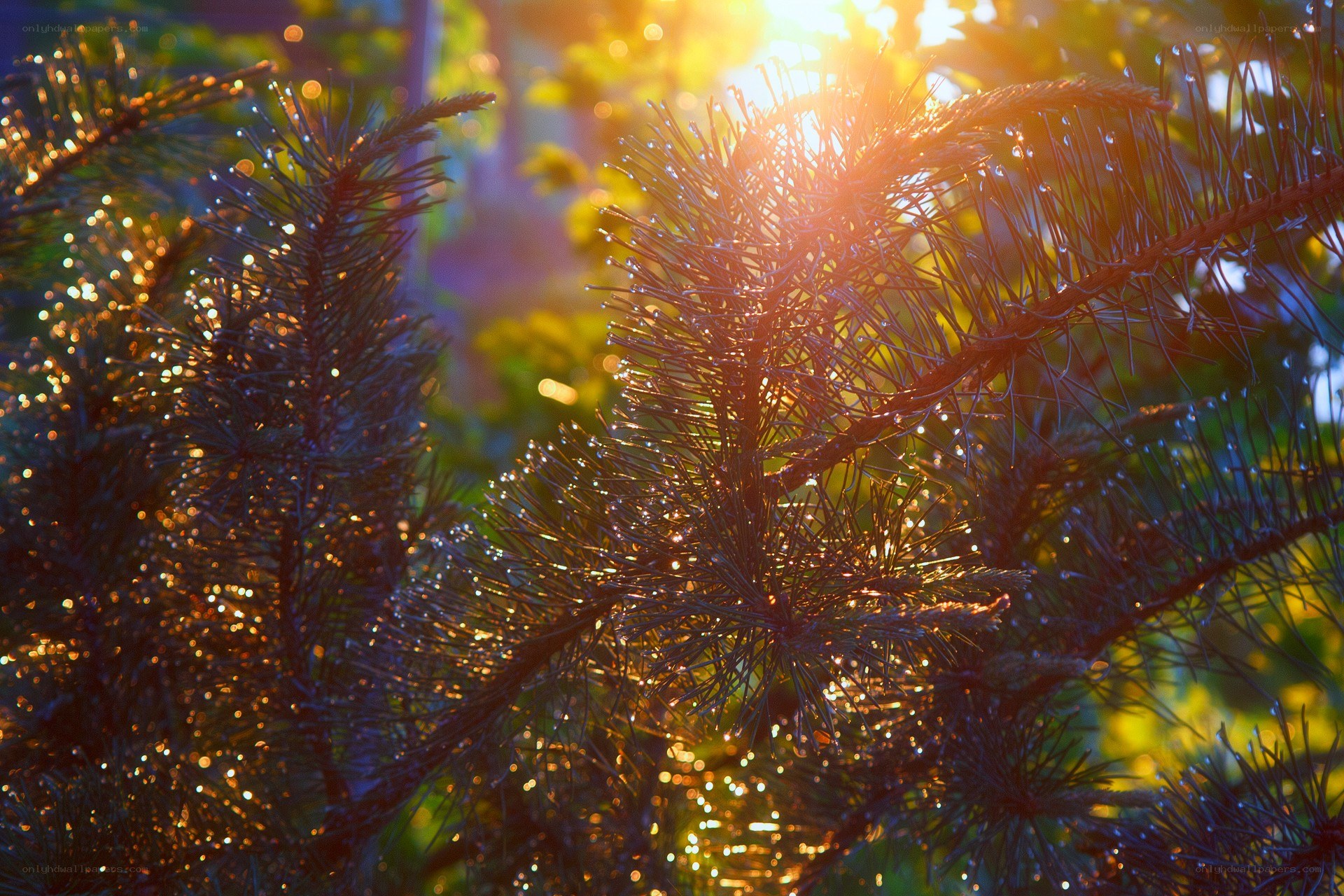 Sunlight through pine needles