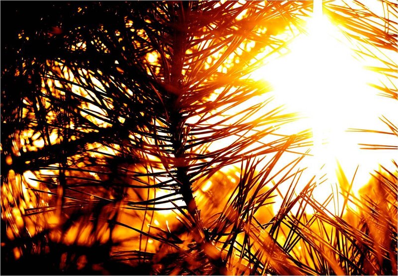 Sunlight through pine needles