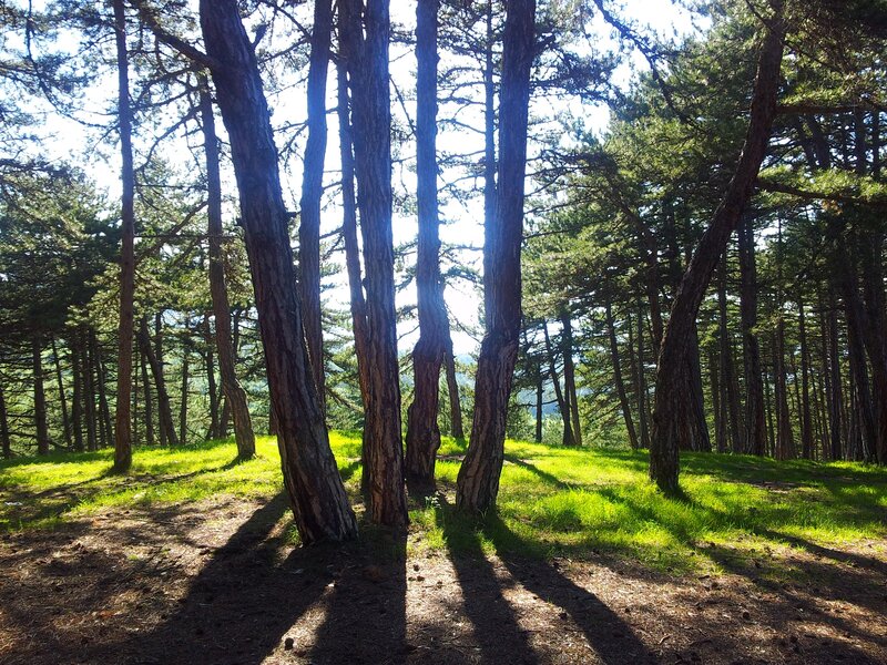Sunlight through pine trees
