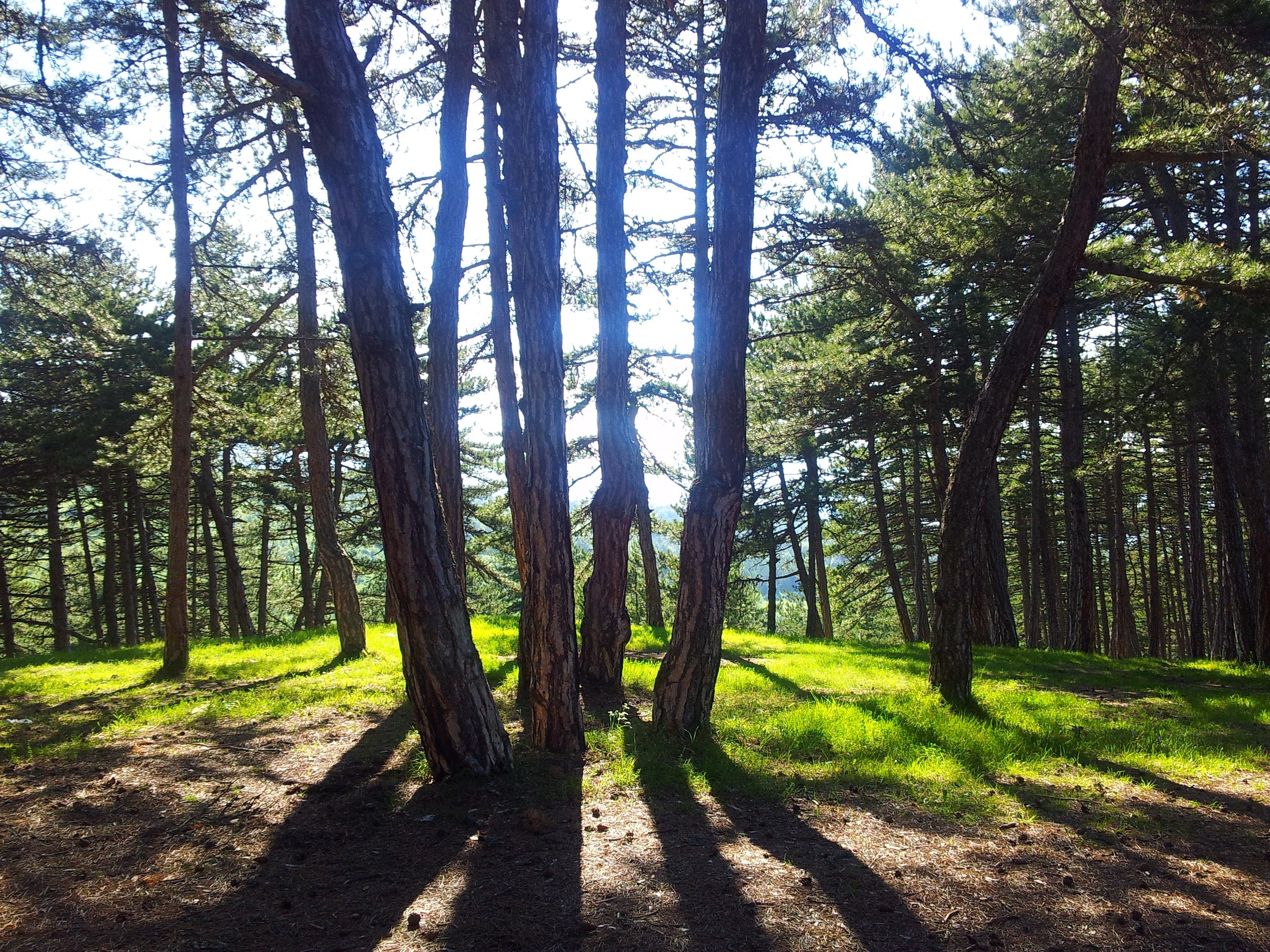 Sunlight through pine trees