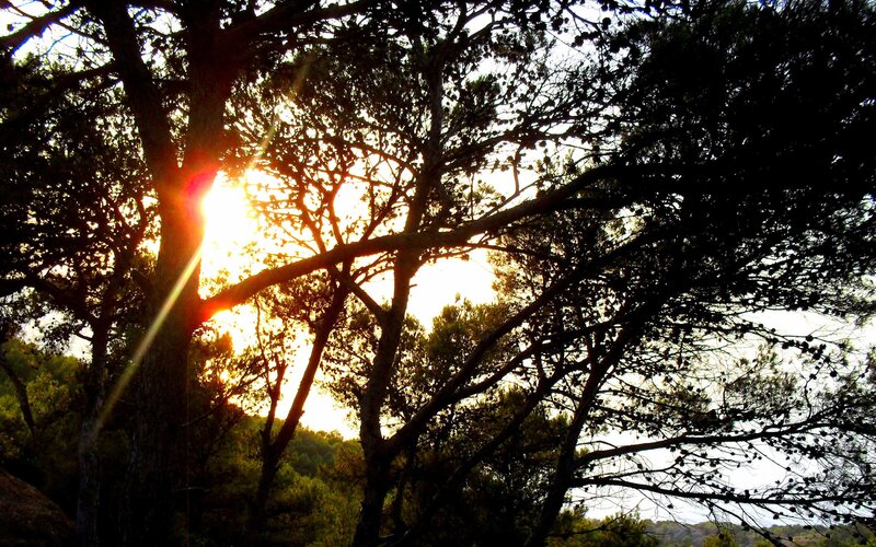 Sunlight Through Pine Trees — Black, Dramatic
