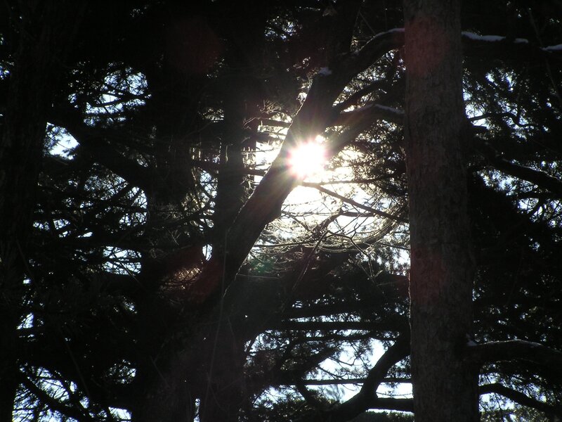 Sunlight Through Pine Trees — Black, Dramatic, Winter