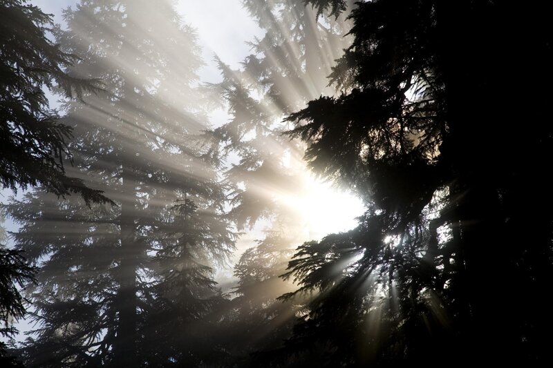 Sunlight Through Pine Trees — Black