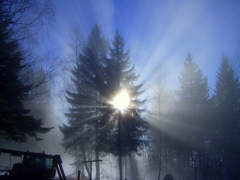 Sunlight Through Pine Trees — Blue, Dramatic, Morning