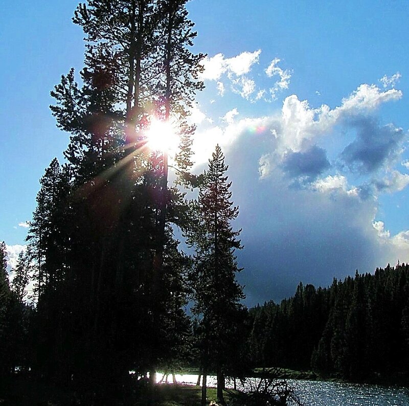 Sunlight Through Pine Trees — Blue, Dramatic