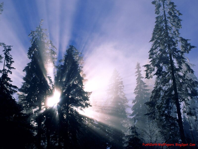 Sunlight Through Pine Trees — Blue, Morning