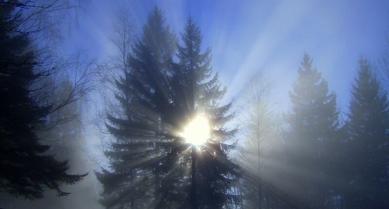 Sunlight Through Pine Trees — Blue, Serene, Morning, Photograph, Fog, Sun, White, Green