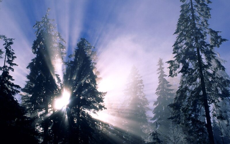 Sunlight Through Pine Trees — Blue, Serene, Morning, Photograph, Fog, White, Green