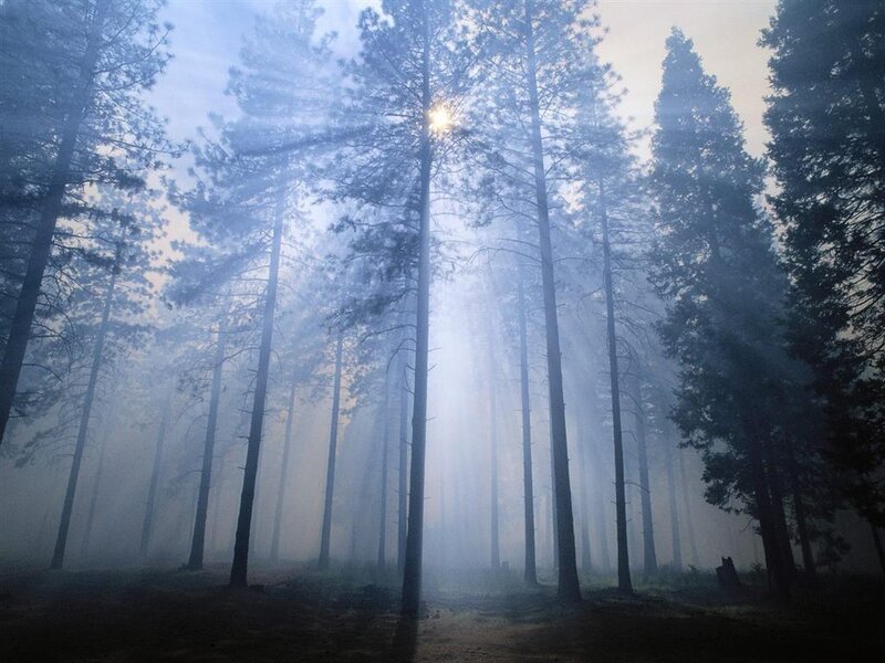 Sunlight Through Pine Trees — Blue, Serene, Morning, Photograph, Forest