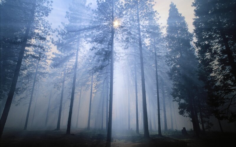 Sunlight Through Pine Trees — Blue, Serene, Morning, Photograph