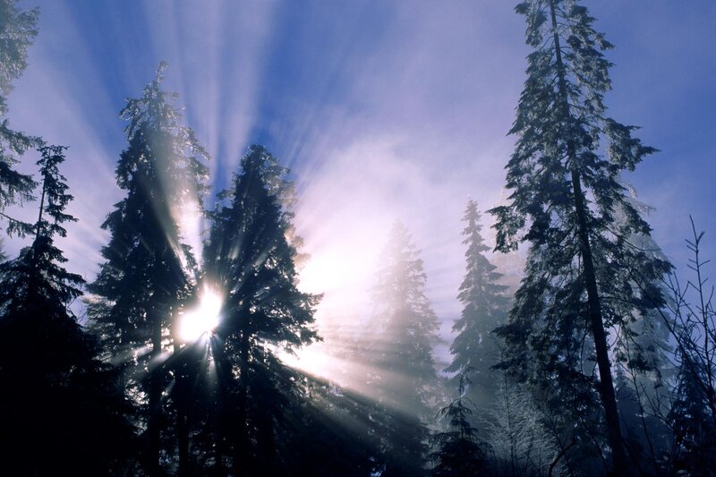 Sunlight Through Pine Trees — Blue, Serene, Morning