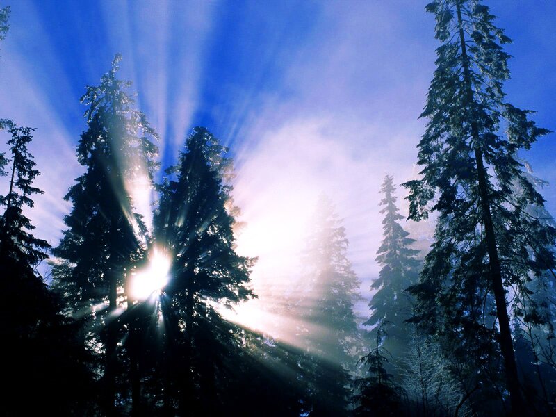 Sunlight Through Pine Trees — Blue, Serene, Sunrise