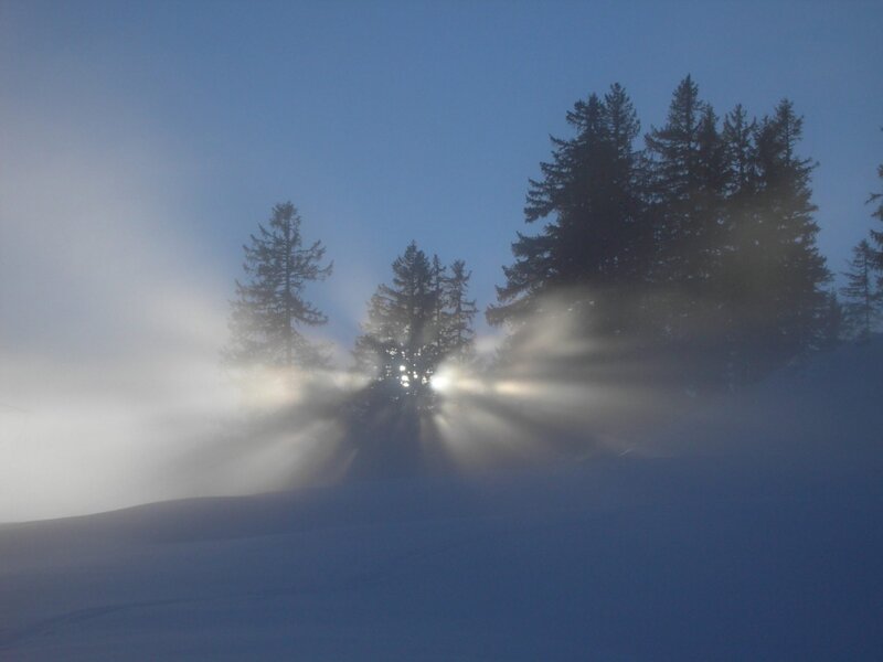 Sunlight Through Pine Trees — Blue, Serene, Winter, Photograph, Snow