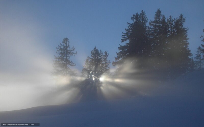 Sunlight Through Pine Trees — Blue, Serene, Winter, Photograph
