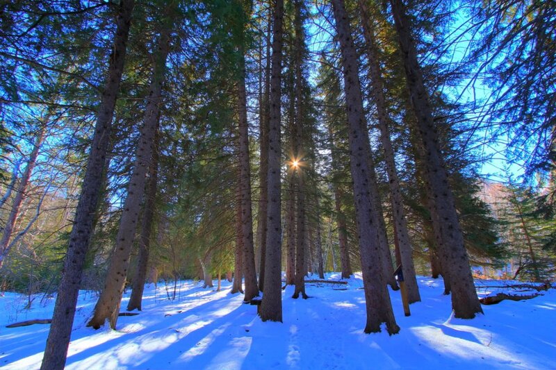 Sunlight Through Pine Trees — Blue, Serene, Winter