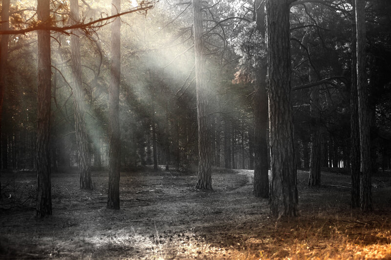 Sunlight Through Pine Trees — Brown, Dramatic, Sunset
