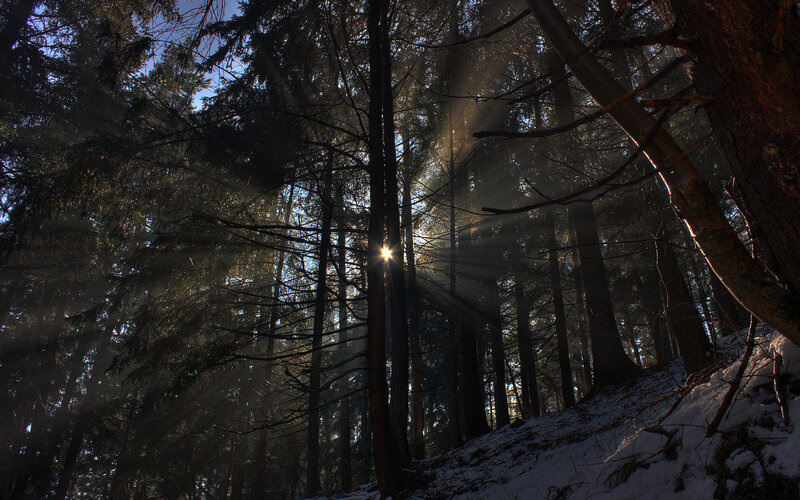 Sunlight Through Pine Trees — Brown, Dramatic