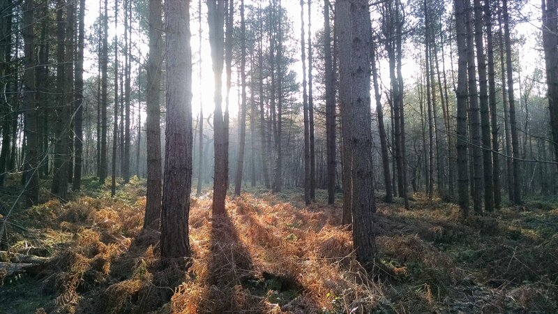 Sunlight Through Pine Trees — Brown, Serene, Morning, Photograph, Forest Floor