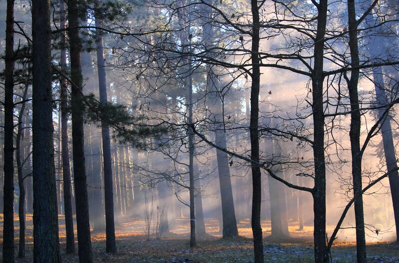 Sunlight Through Pine Trees — Brown, Serene, Morning, Photograph