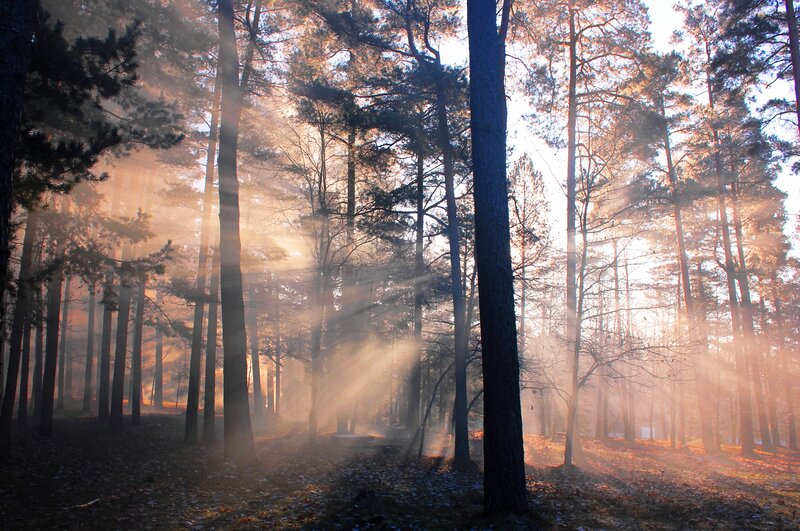 Sunlight Through Pine Trees — Brown, Serene, Morning