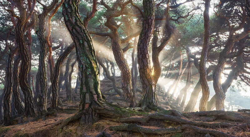 Sunlight Through Pine Trees — Brown, Serene, Sunrise