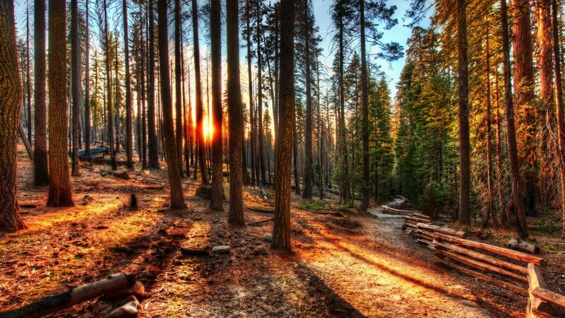 Sunlight Through Pine Trees — Brown, Serene, Sunset