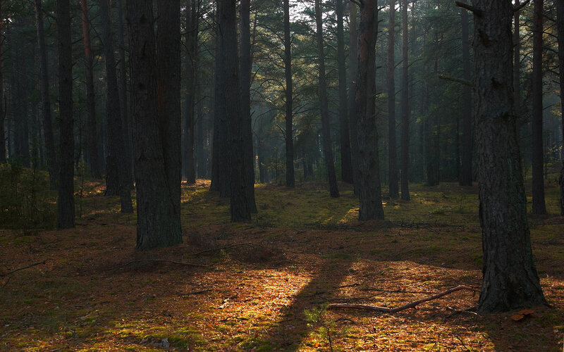 Sunlight Through Pine Trees — Brown