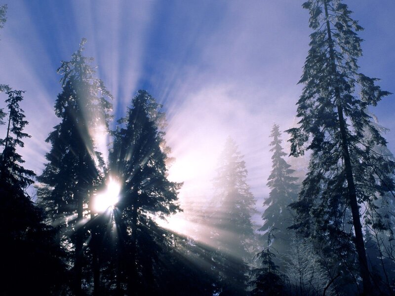 Sunlight Through Pine Trees — Fog
