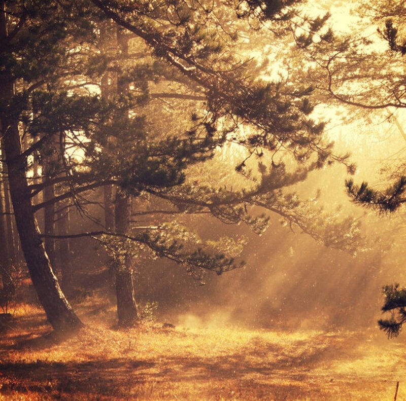 Sunlight Through Pine Trees — Gold