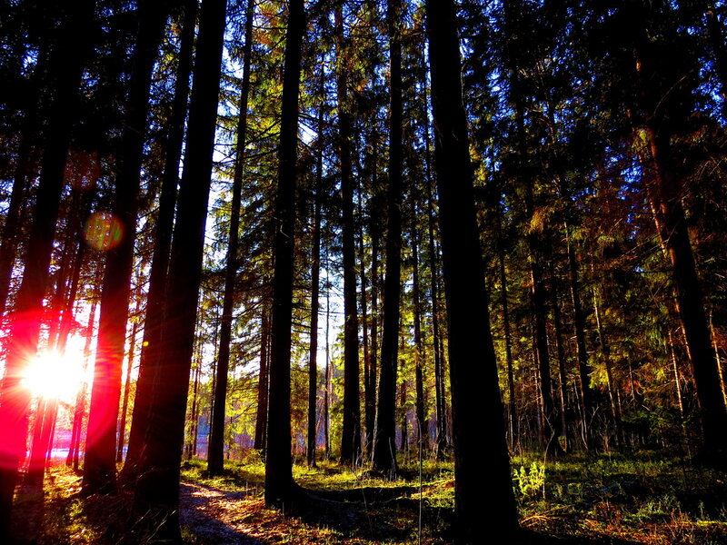 Sunlight Through Pine Trees — Green, Dramatic