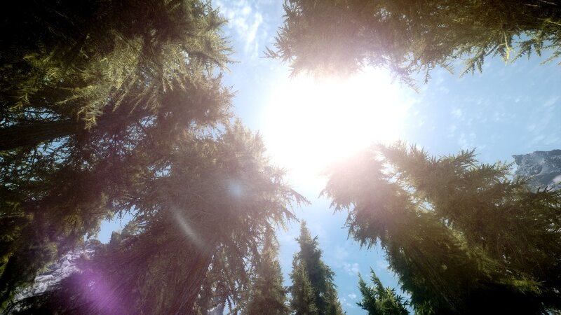 Sunlight Through Pine Trees — Green, Serene, Afternoon, 3d Render