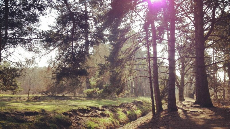 Sunlight Through Pine Trees — Green, Serene, Afternoon, Photograph, Grass