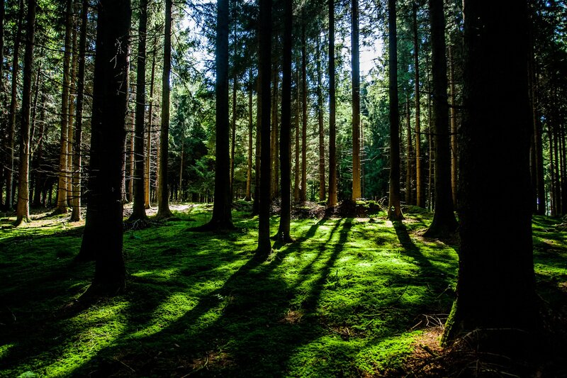 Sunlight Through Pine Trees — Green, Serene, Afternoon, Photograph, Moss