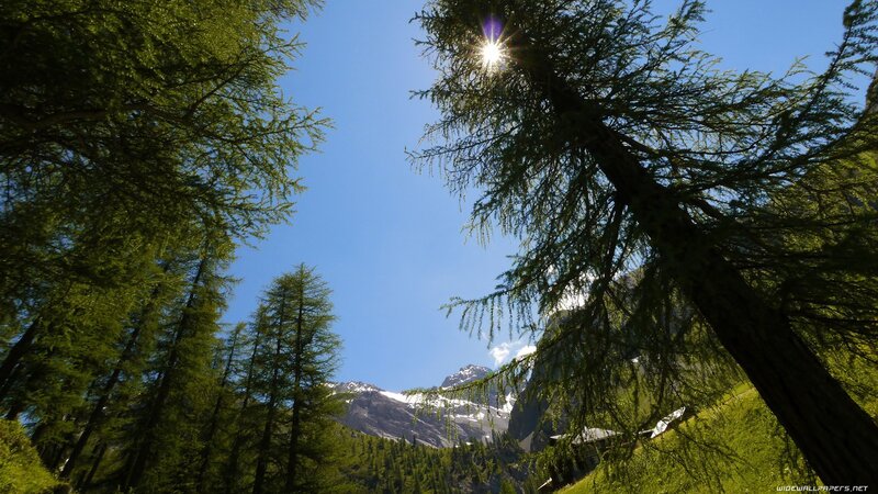Sunlight Through Pine Trees — Green, Serene, Afternoon, Photograph, Mountains, Sky