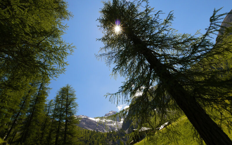Sunlight Through Pine Trees — Green, Serene, Afternoon, Photograph, Mountains