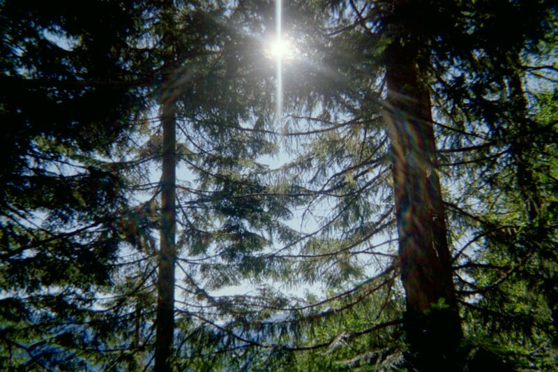 Sunlight Through Pine Trees — Green, Serene, Afternoon, Photograph